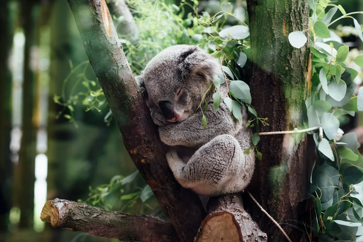 Un koala en train de dormir profondément